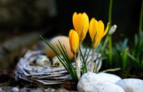 Yellow Crocuses Flowers