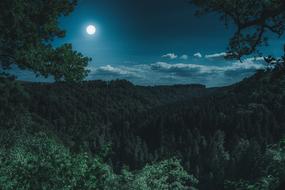 Landscape At Nature Forest at night