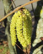 Close-up of the beautiful, yellow and green hazel flowers on the branch