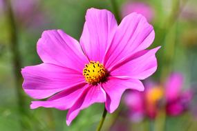 Cosmea, Cosmos Flower close up