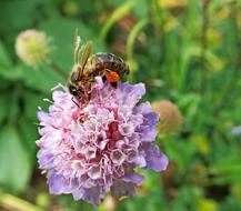 Insect Scabious