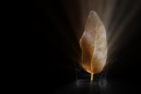 photo of glowing autumn leaf