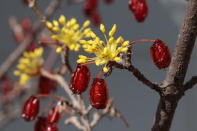 Flower buds and dry fruits of dogwood tree close up