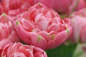 lush pink tulips close-up in blurred background