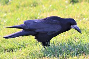big Black Crow Bird