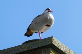 Nile Goose stands on top of Chimney at blue sky