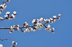 incredible Spring Cherry Blossom