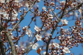 Spring Bloom Flowers