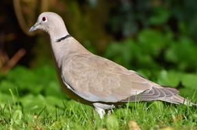 enchanting Dove Ringdove Bird