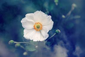 attractive Anemone Flower