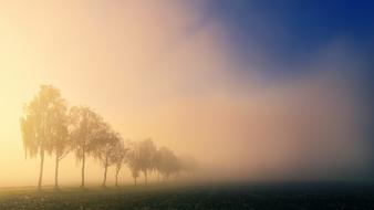 Dawn Light Trees fog