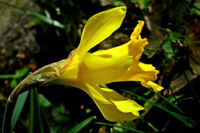 beautiful Narcissus Flower close-up on blurred background