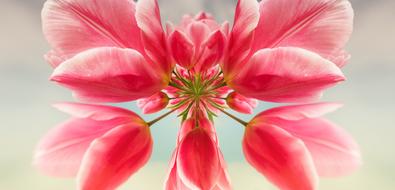 abstract image of pink tulip close-up on blurred background