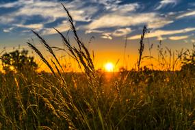 enchanting Sunset Meadow