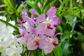 amazing Orchidaceae Flower close-up on blurred background