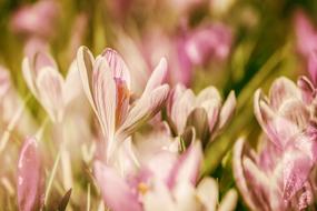 Crocus Double Flowers