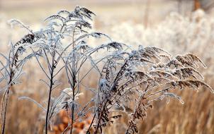 grass in frost on a blurred background