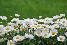 attractive Nature Summer Spring