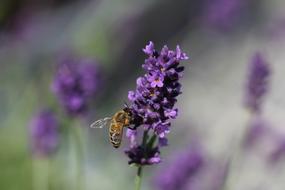 magnificent Lavender and Bee close-up on blurred background