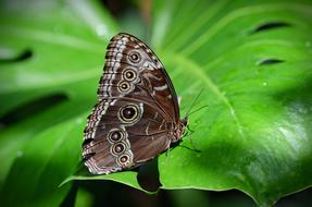 macro photo of a red brown tropical butterfly