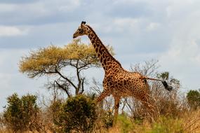 spotted giraffe walks the savannah in Kenya