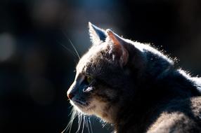 Profile portrait of the beautiful, colorful and cute cat in light