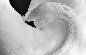 portrait of white swan cleaning its plumage