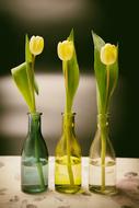 three Tulips Flowers