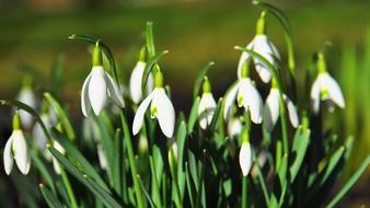 white Snowdrop Early Bloomer