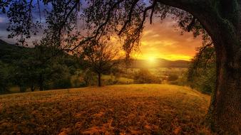 view from under a tree at a colorful sunrise