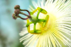 Close-up of the beautiful, blossoming, white, yellow and green poppy flower