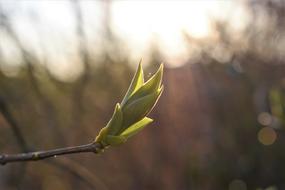 Lilac Leaves, Spring