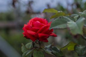 burgundy rose against the evening sky
