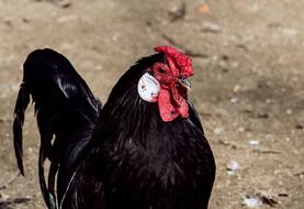 black rooster outside
