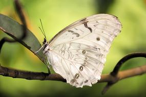 incredible white butterfly in closeup