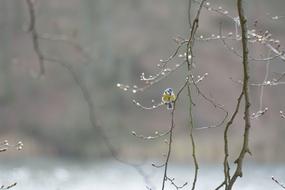 bird on a tree in winter on a blurred background