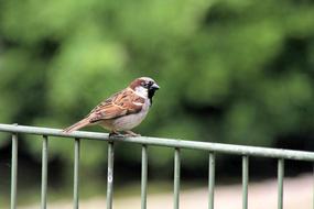 male Sparrow perched metal Fence