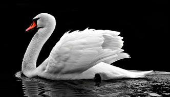 graceful swan with red beak