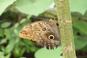 Butterfly Nature close-up on blurred background