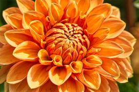 orange Dahlia Plant