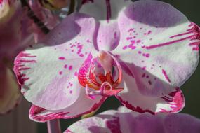 attractive Orchid Ornamental Plant