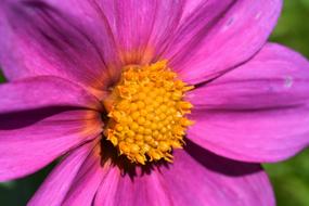 magnificent Flower Cosmos