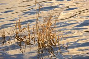 river grass