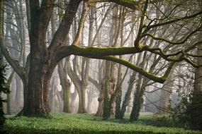 incredible Forest Fog Morning