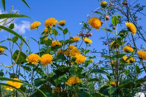 attractive Helianthus Perennial