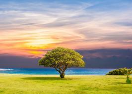 enchanting Tree Sea Grass