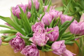 bouquet of purple tulips for march 8