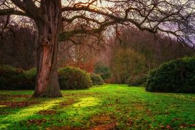 Sun Backlighting Forest in the fall