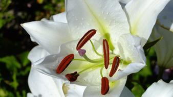 red Stamens in white Flower of Lily