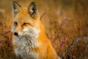 red fox in the autumn field